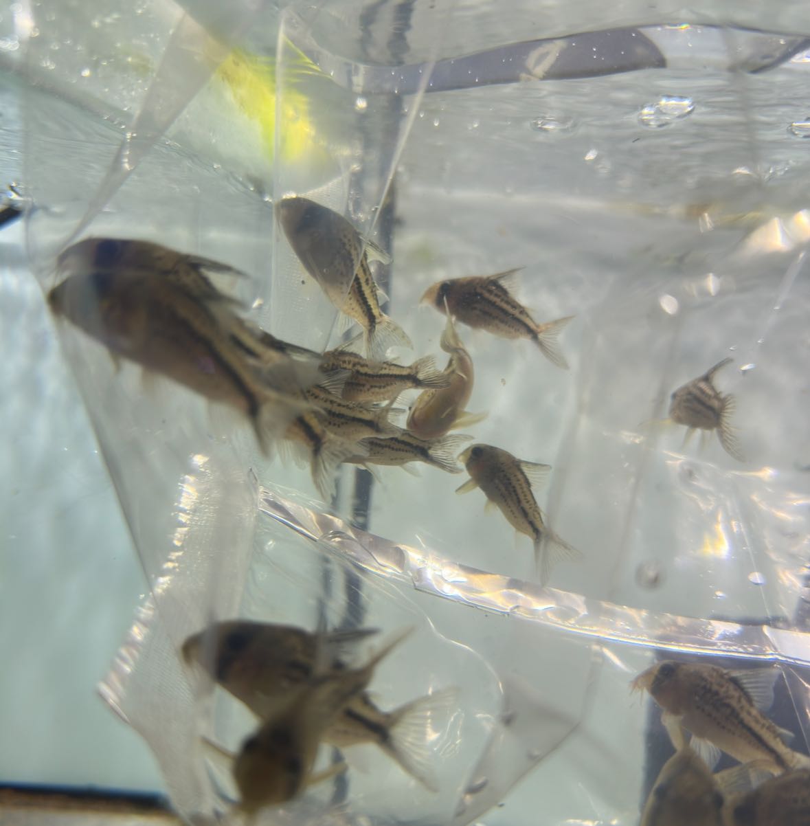 Corydoras Deckeri ไซส์ 4 cm