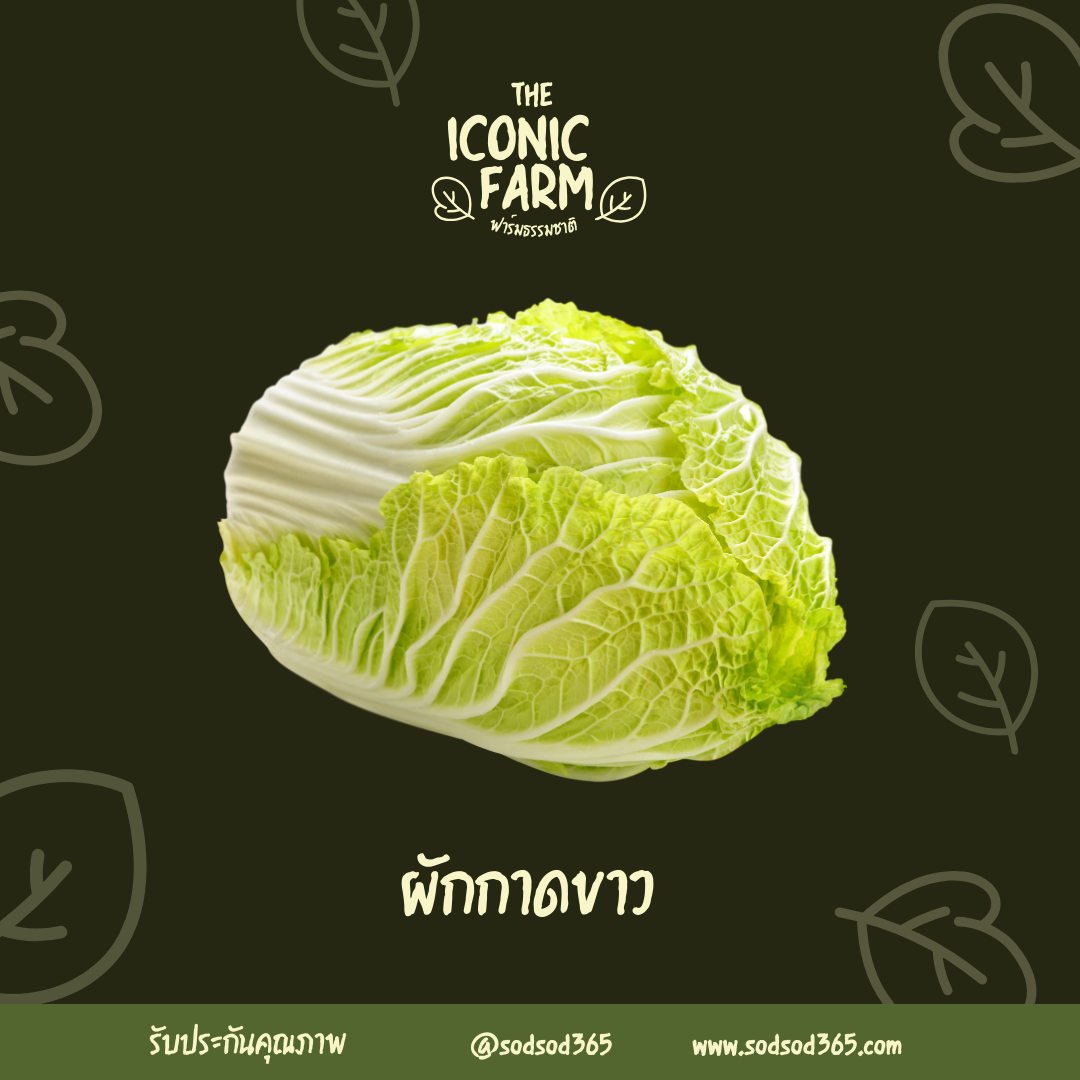 ผักกาดขาว1000g ผักปลอดภัย