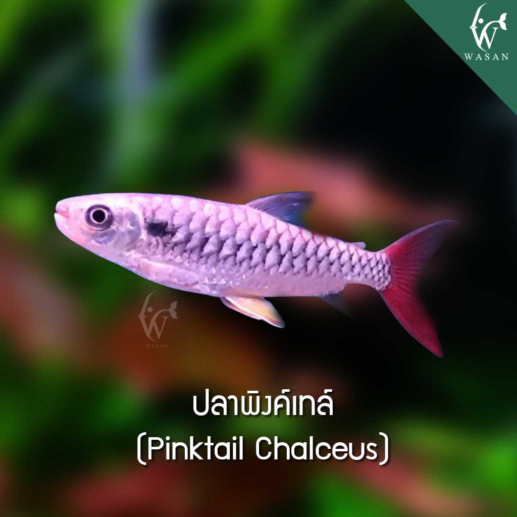 ปลาพิงค์เทล์ Pinktail Chalceus (ไซส์ 4 นิ้ว)