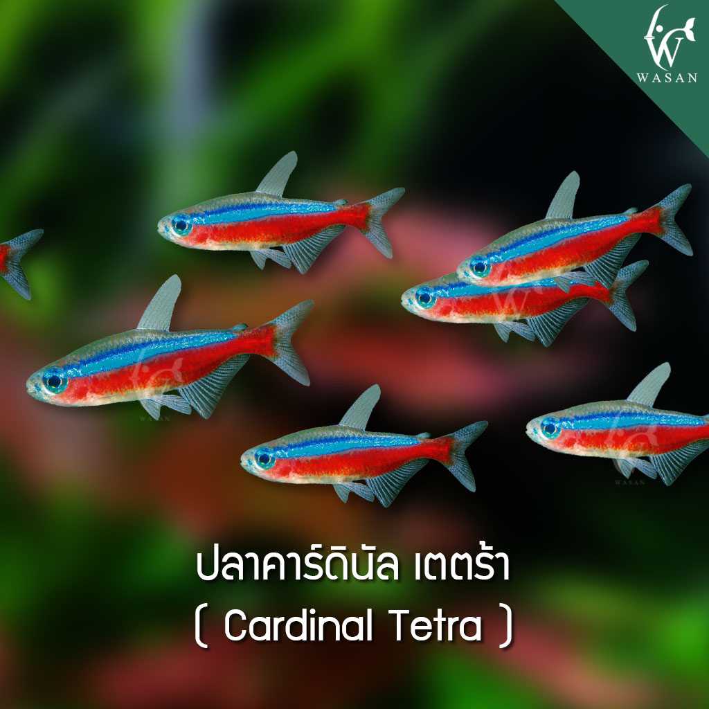 ปลาคาดินัล Cardinal Tetra (ไซส์ 2.5 cm)