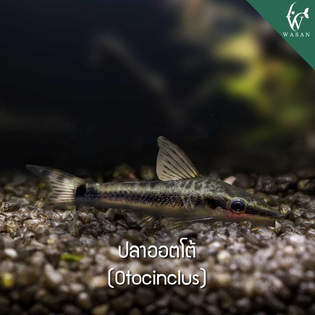 ปลาออตโต้ Otocinclus (ไซส์ 2-3 cm)