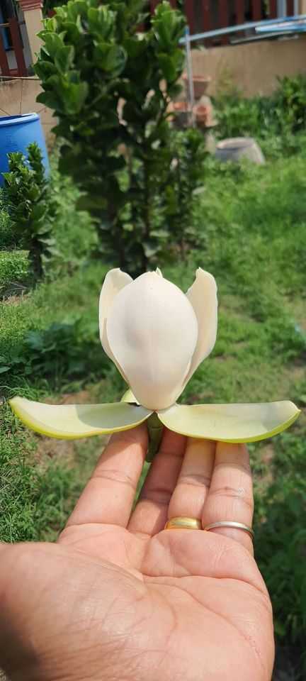 มณฑานพรัตน์