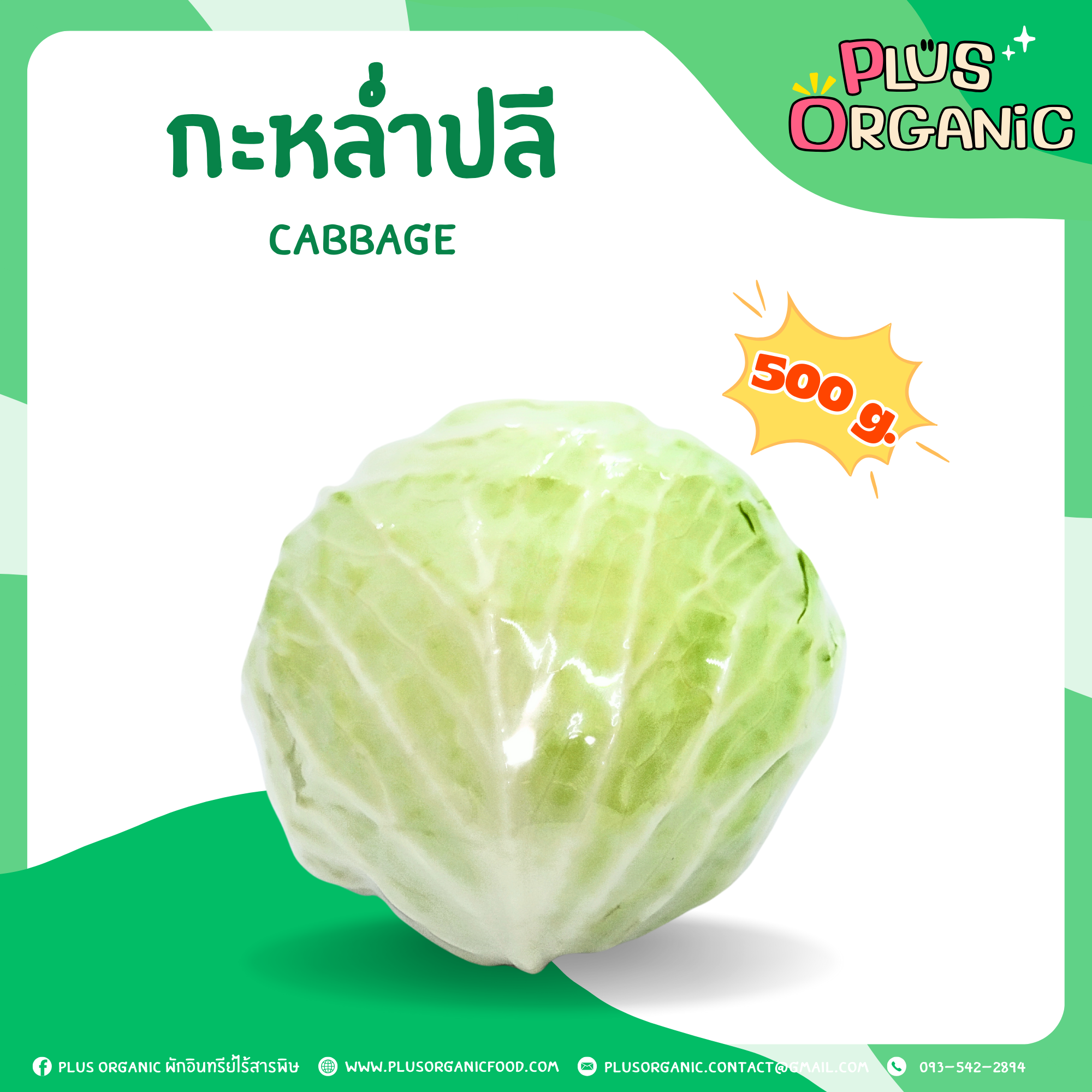 กระหล่ำปลี ออร์แกนิค - Organic Cabbage