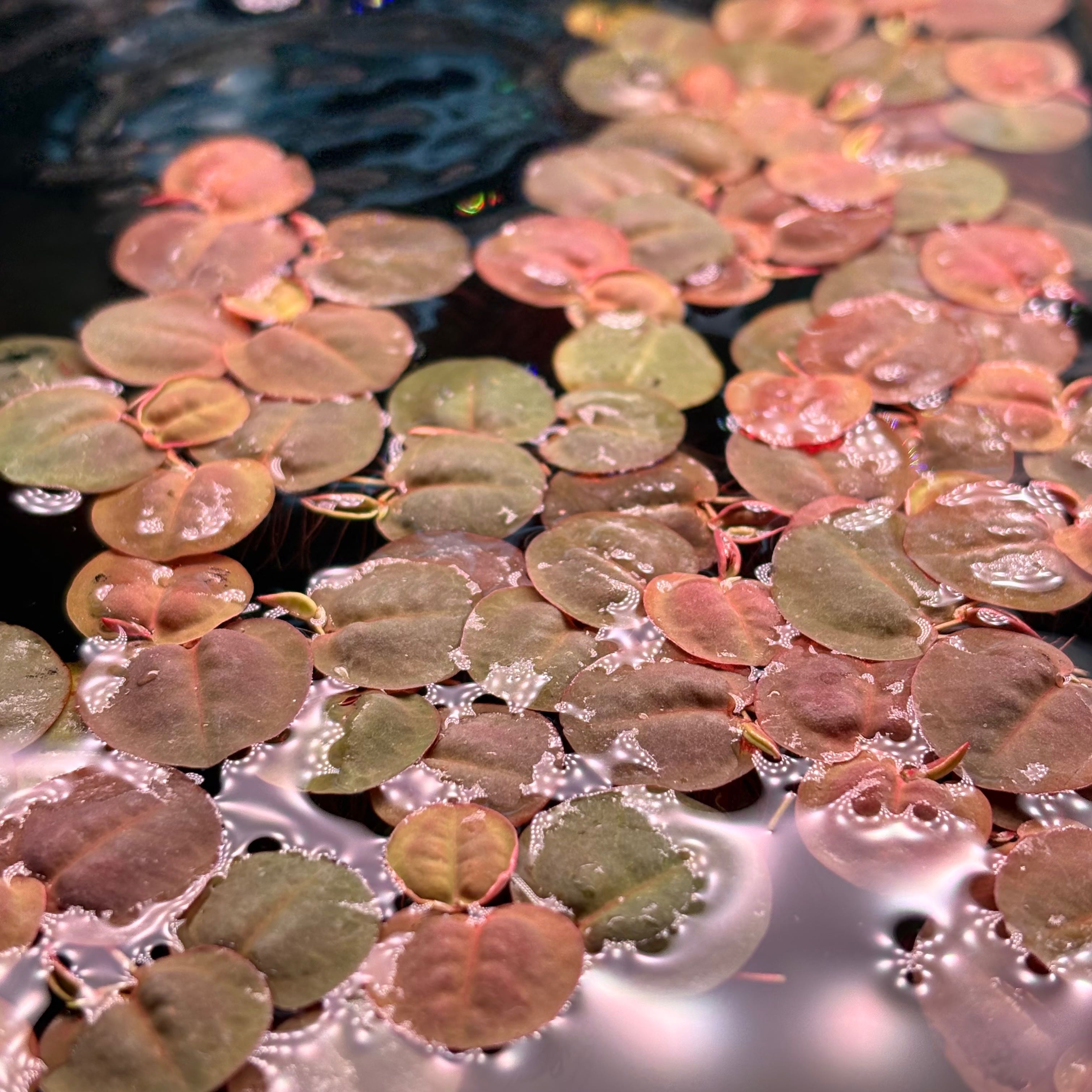 Phyllanthus fluitans  จอกแดง