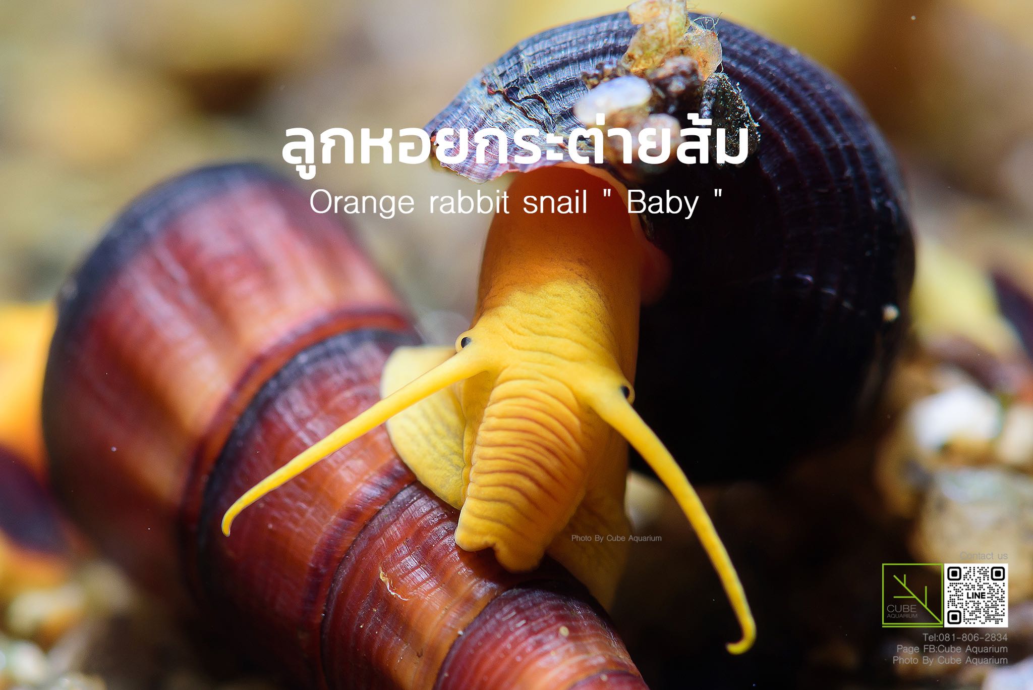 หอยกระต่ายส้มลูกเพาะ Baby Orange rabbit snail  1.3นิ้ว