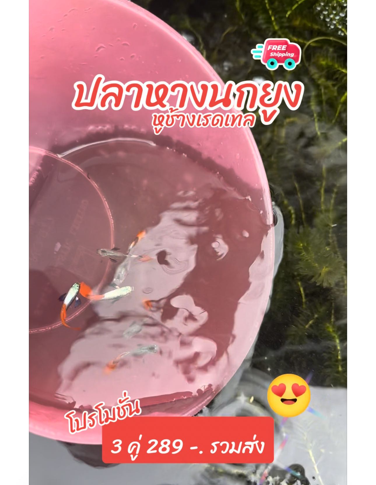พร้อมส่ง ปลาหางนกยูงหูช้างเรดเทล 3 คู่ 289 