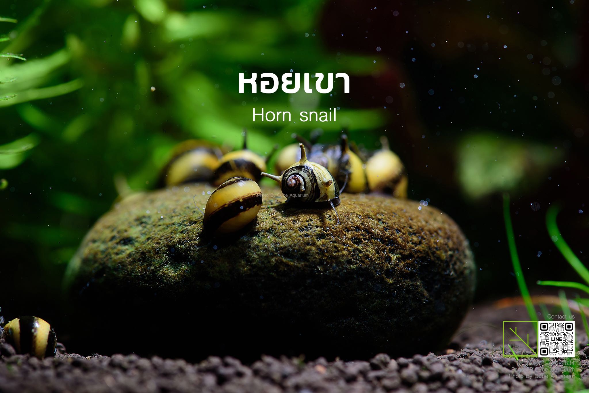 หอยเขา Horn snail 