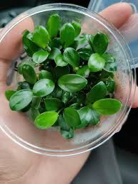 Anubias Nana Petite อนูเบียส เปอตีส์ แคระ