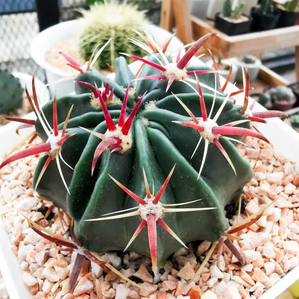 กระบองเพชรเฟอโรหนามแดง (Ferocactus Latispinus)​ เฟอโรหนามแดงแคคตัส