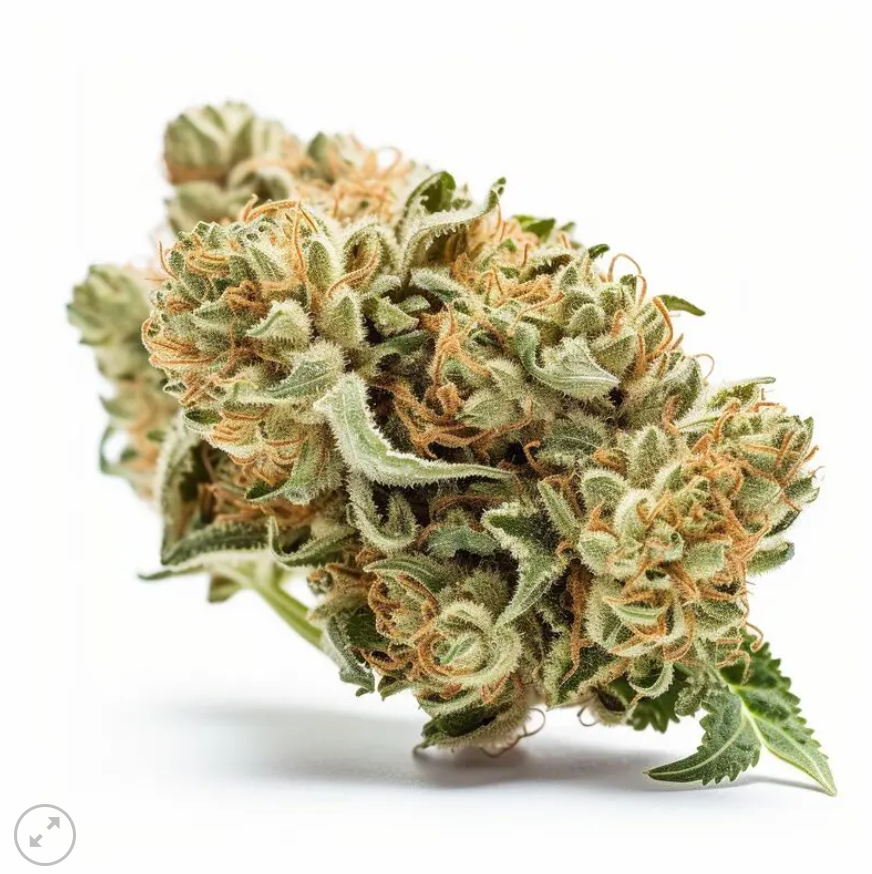 O.G. Kushh feminized pack 3