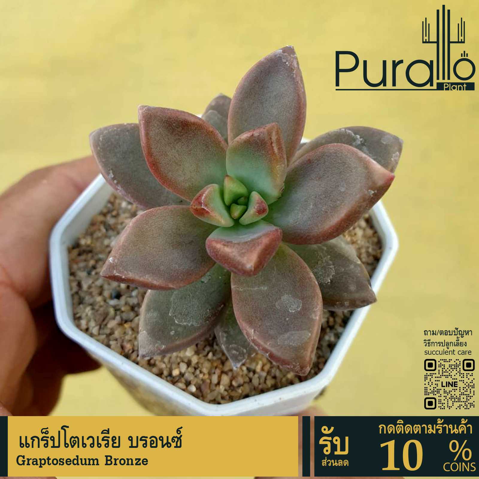 ต้นไม้อวบน้ำ กุหลาบหิน แกร็ปโตเวเรีย บรอนซ์ Graptoveria Bronze #กระถางต้นไม้ #เมล็ดพันธุ์พืช