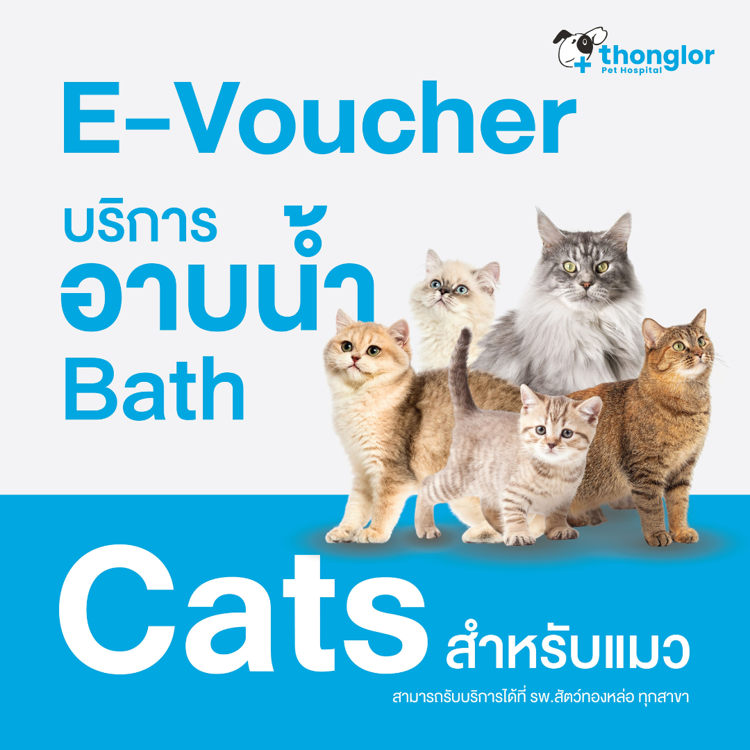 (E-Voucher) Thonglor Pet Care Bath & Grooming_Cats - บริการอาบน้ำ ตัดเล็บ เช็ดหู แปรงขน สำหรับแมว