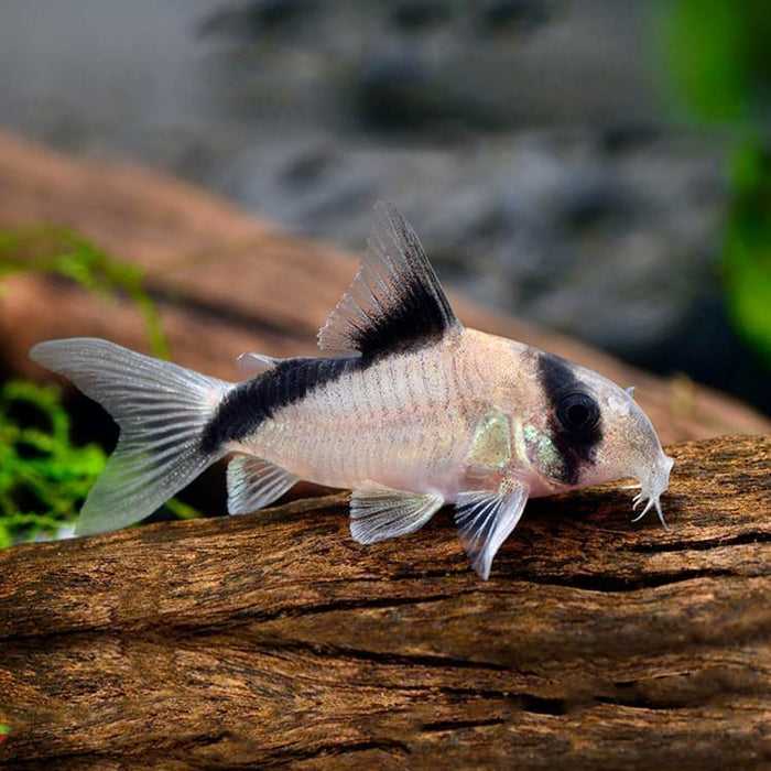 ปลาแพะเมเต้ (Corydoras Metae - Bandit Cory)