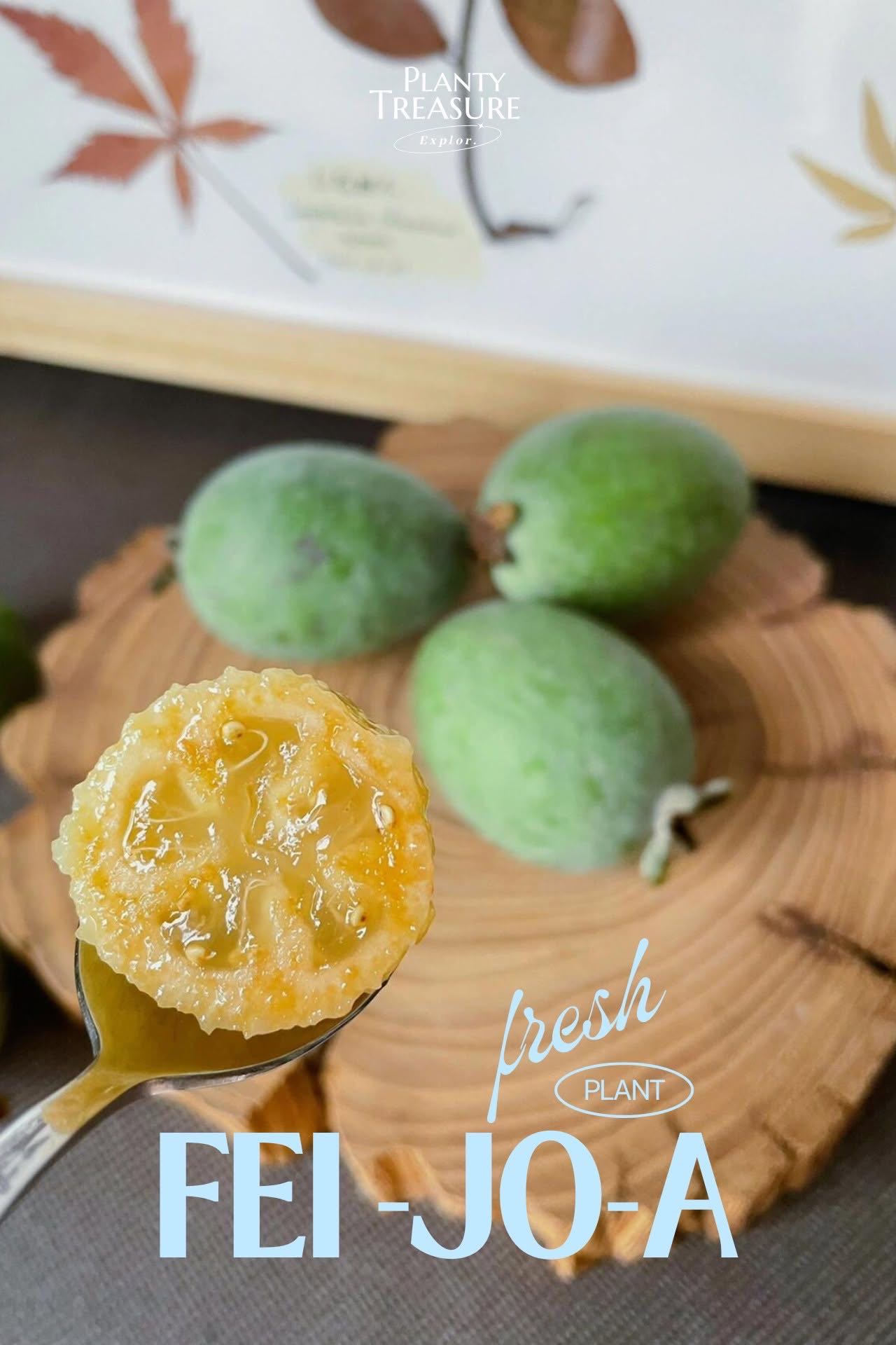(พร้อมส่ง) ‘Mammoth’ Feijoa 