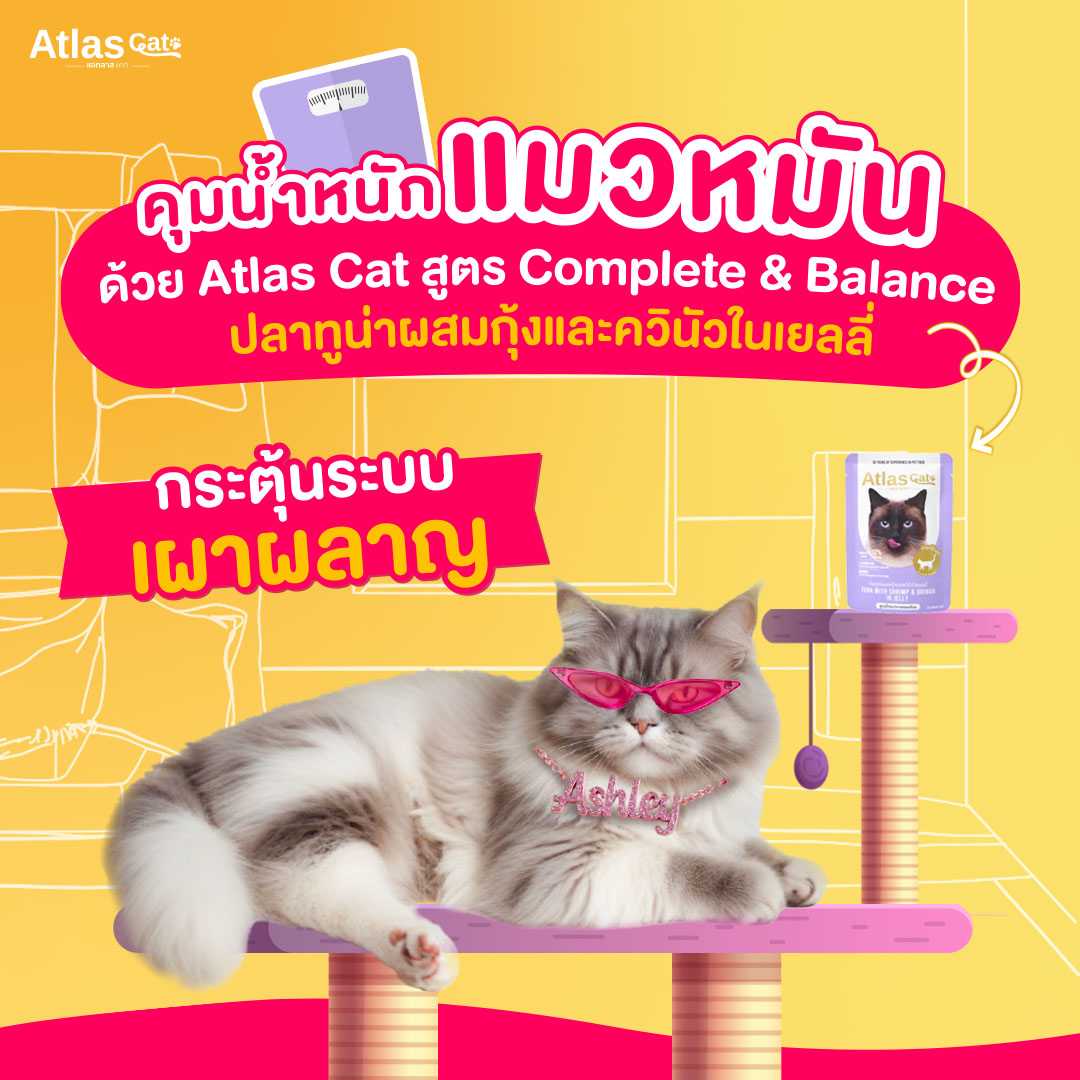 (แพ็ค 3) แอทลาส แคท อาหารแมวเปียก ปลาทูน่าผสมกุ้งและควินัวในเยลลี่ 70g. สูตรสำหรับแมวทำหมัน