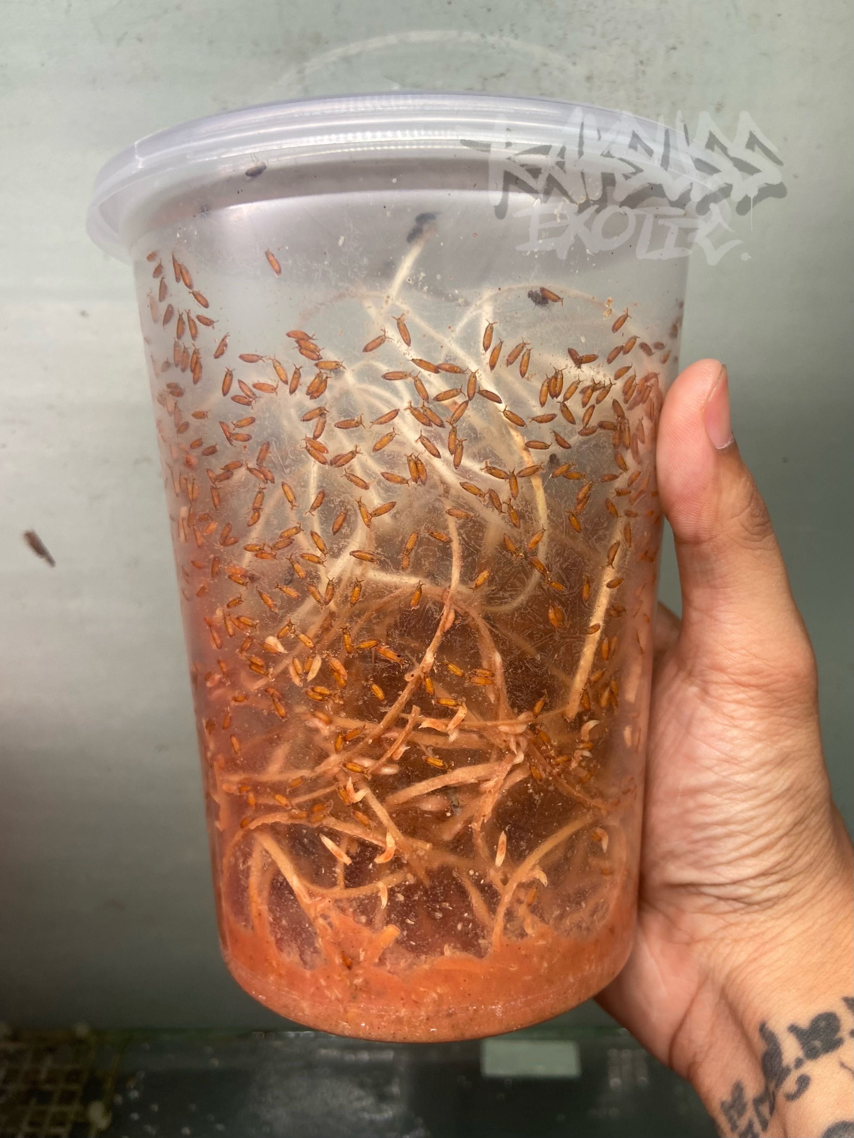 Fruit Fly Size L