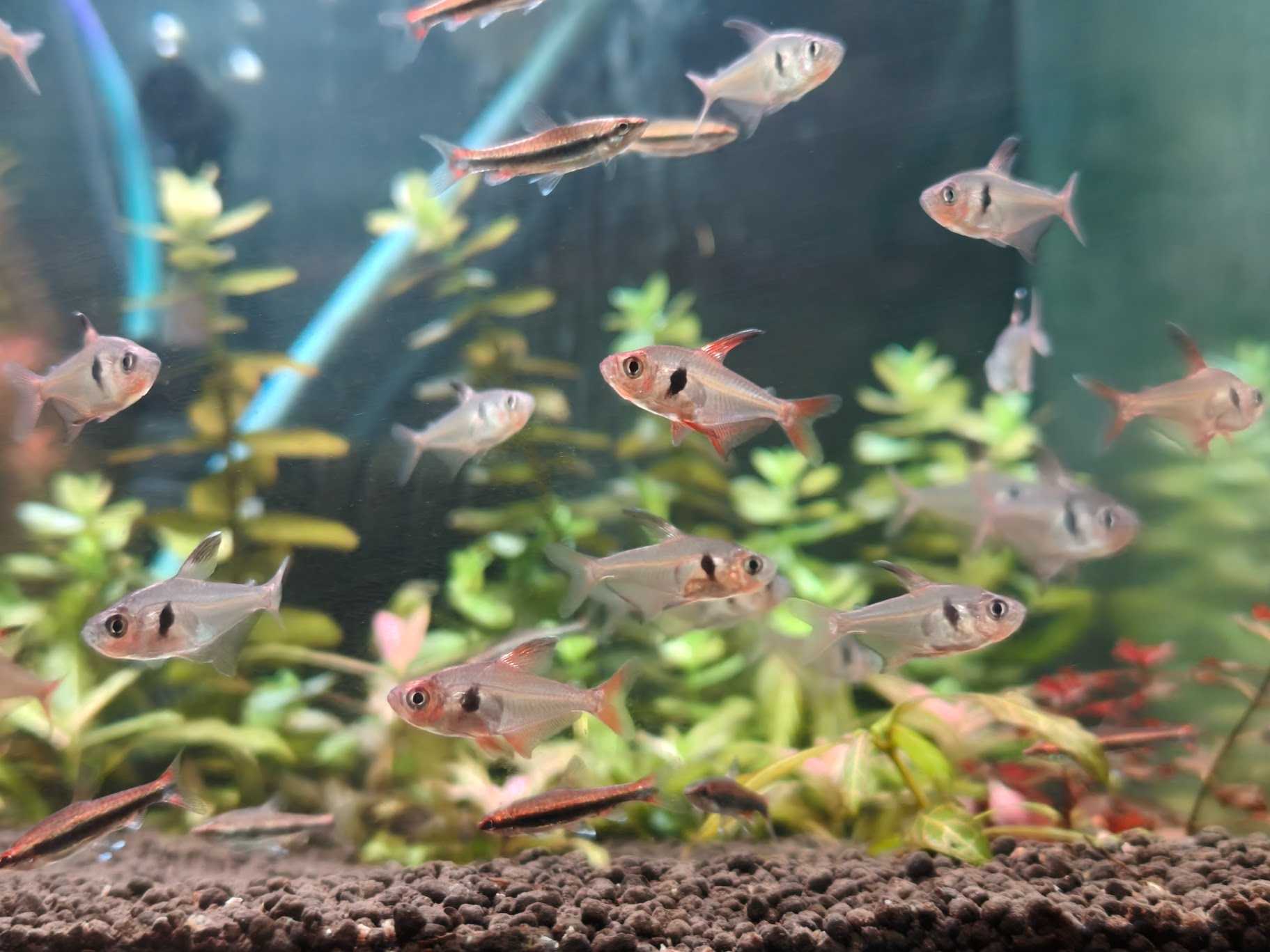 [NEW!] ปลาเรดแฟนท่อม (Red Phantom Tetra)
