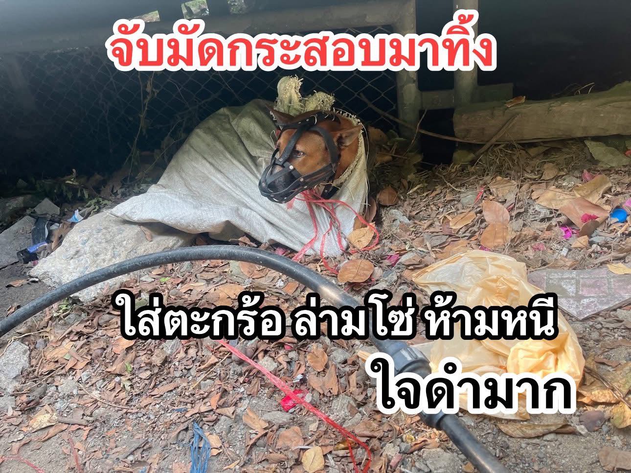 บริจาค เคสที่ 2195 น้องม่อนราษฎร์บูรณะ ถูกมัดใส่กระสอบมาทิ้งใต้สะพาน