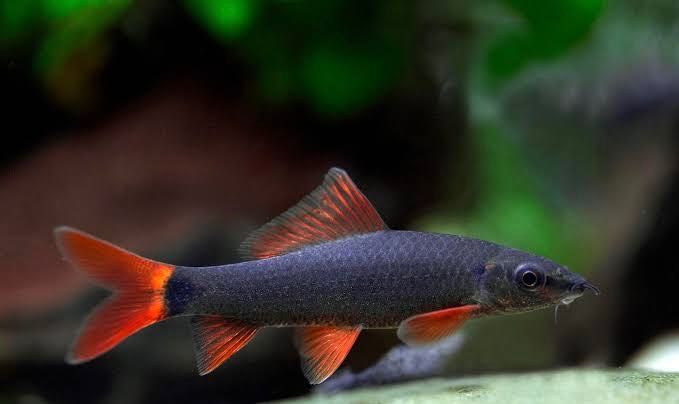 ปลากาแดง (Red-finned shark)