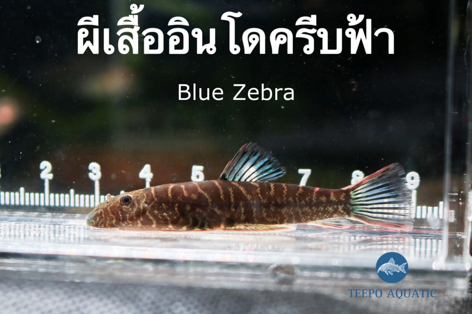ปลาผีเสื้ออินโดครีบฟ้า Blue Zebra SK03