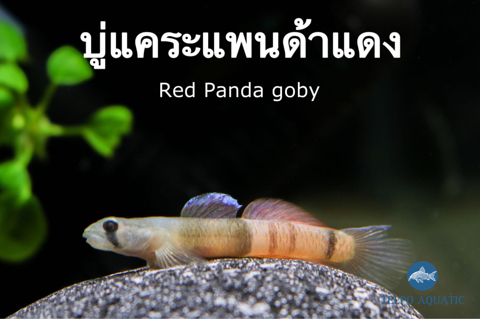 ปลาบู่แพนด้าแดง Red Panda Goby