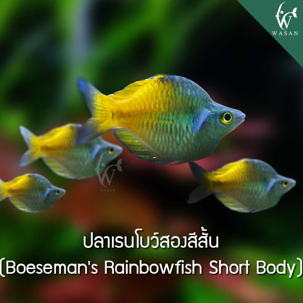 ปลาเรนโบว์สองสีสั้น Boeseman Rainbowfish Shot Body (4-5 cm)