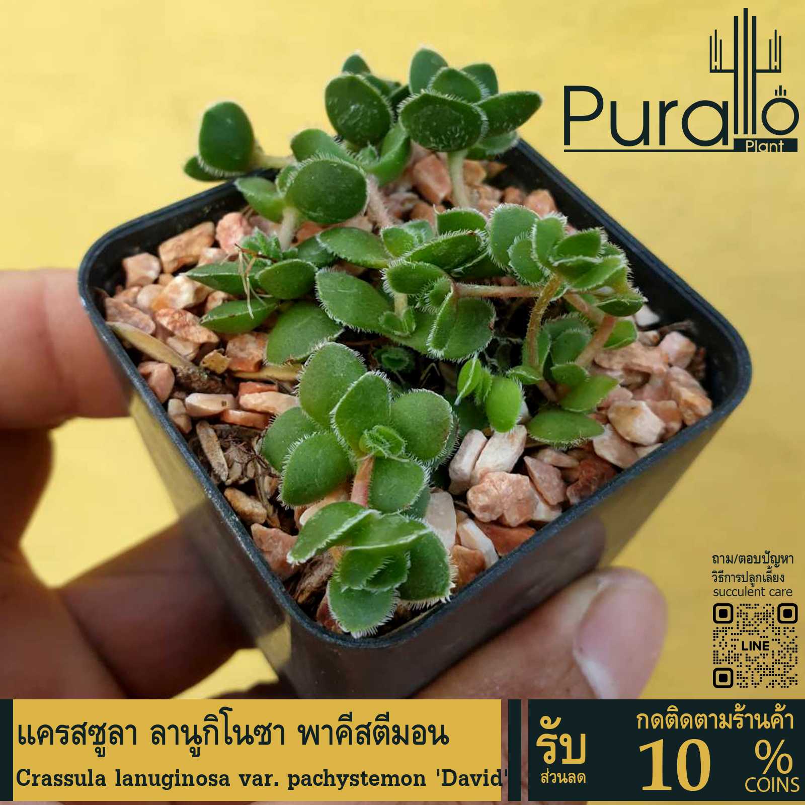 ต้นไม้อวบน้ำ คลาสซูล่า ลานูกิโนซา พาคีสตีมอน Crassula lanuginosa var. pachystemon #succulent #ลูกชุบ