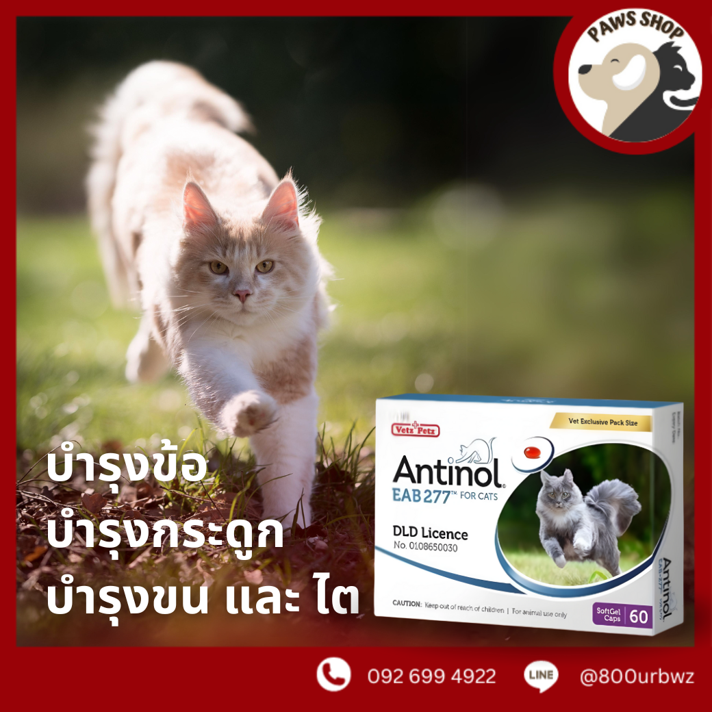  Antinol แมว ช่วยบำรุงข้อ กระดูก ขน ผิวหนัง และไต (1 กล่อง 60 caps) สำหรับแมว