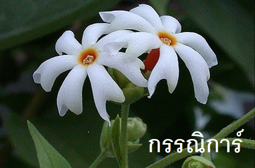 กรรณิการ์