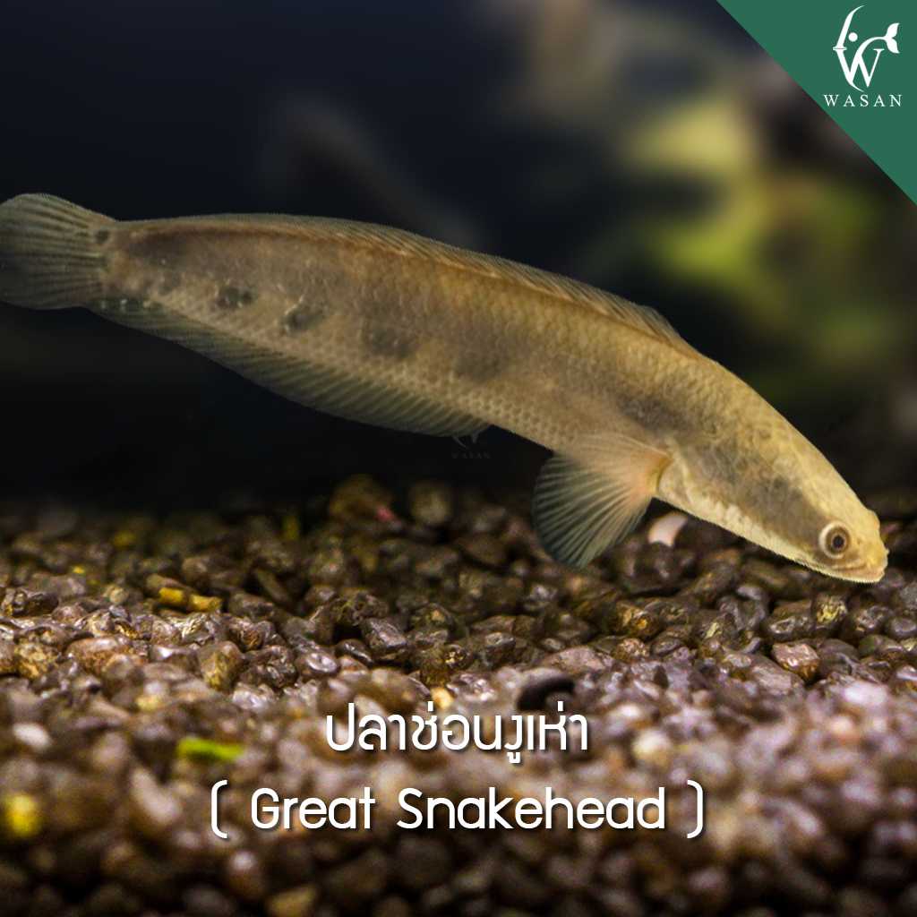 ปลาช่อนงูเห่า Great Snakehead (ไซส์ 4-5 นิ้ว )