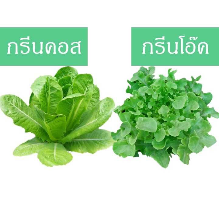 กรีนคอส-กรีนโอ๊ค (200 กรัม)