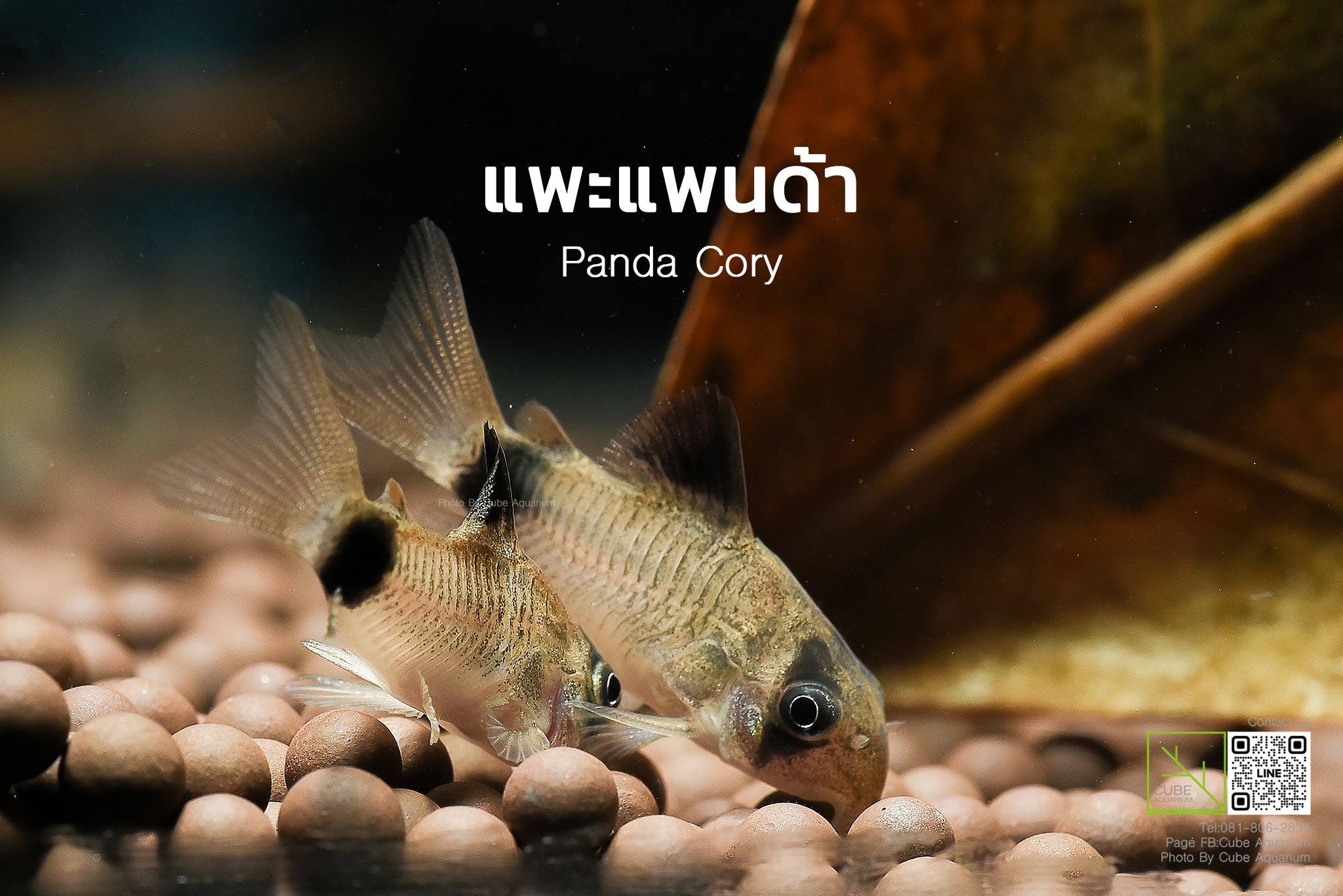 ปลาแพะแพนด้า Corydoras panda  1.2นิ้ว