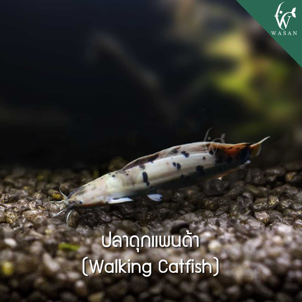 ปลาดุกแพนด้า Walking Catfish (ไซส์ 2.5-3 นิ้ว)