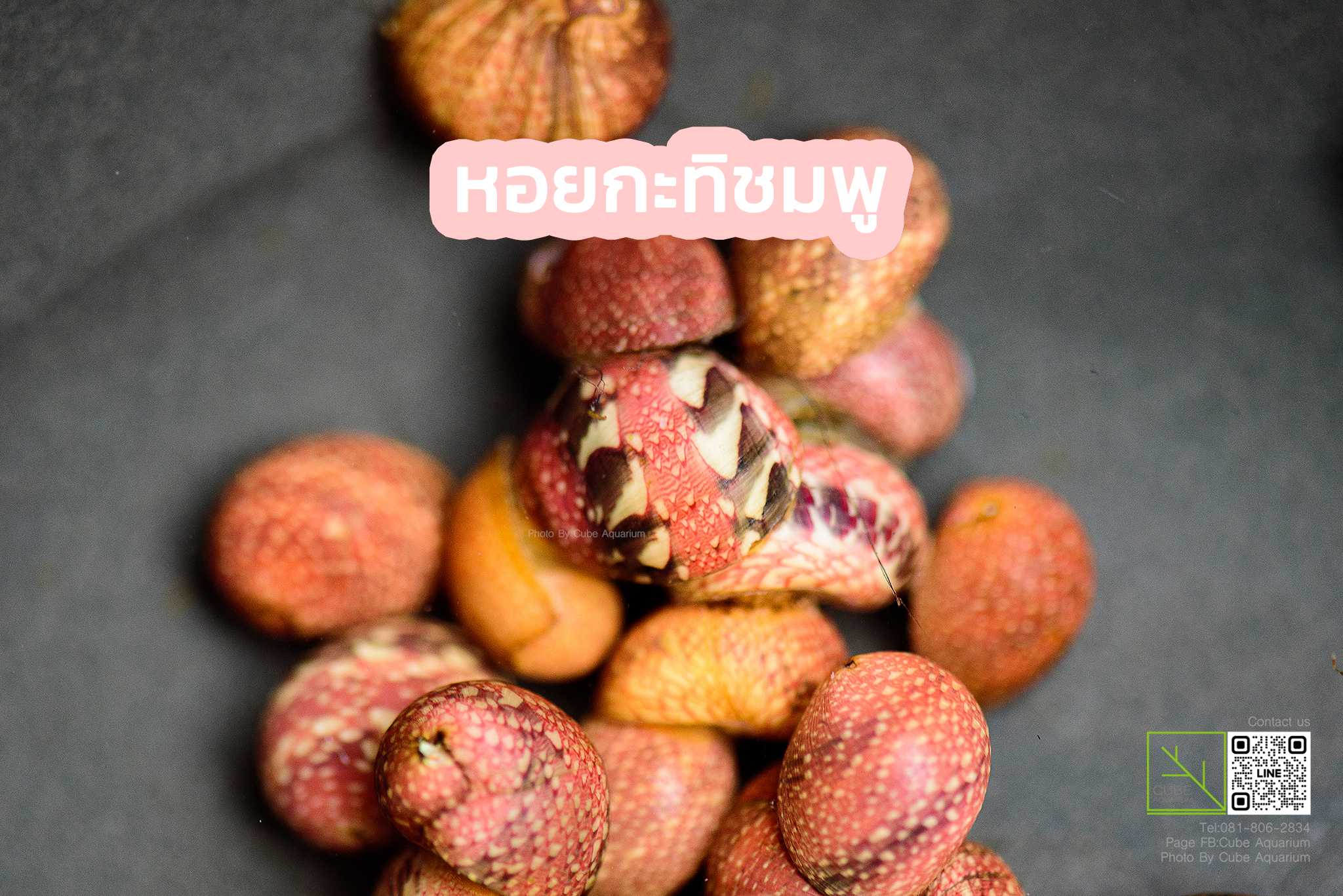 หอยกะทิสีชมพู Nerite Snail Pink