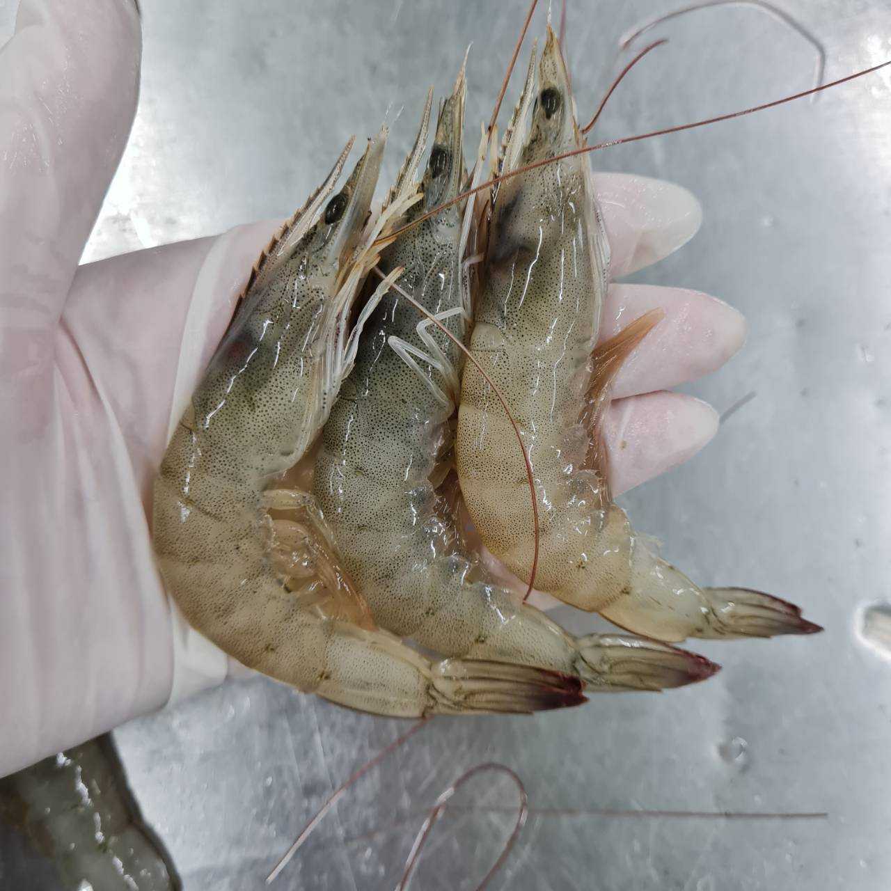 กุ้งขาว41-50ตัว(กก)M