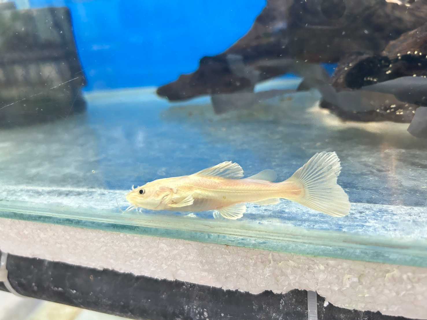 เรดเทลเผือก (Albino Redtail Catfish) ไซส์ 3 นิ้ว