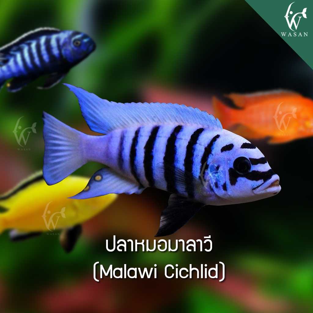 ปลาหมอมาลาวีแบบคละ Malawi Cichlid / 15 ตัว(ไซส์ 2 นิ้ว)