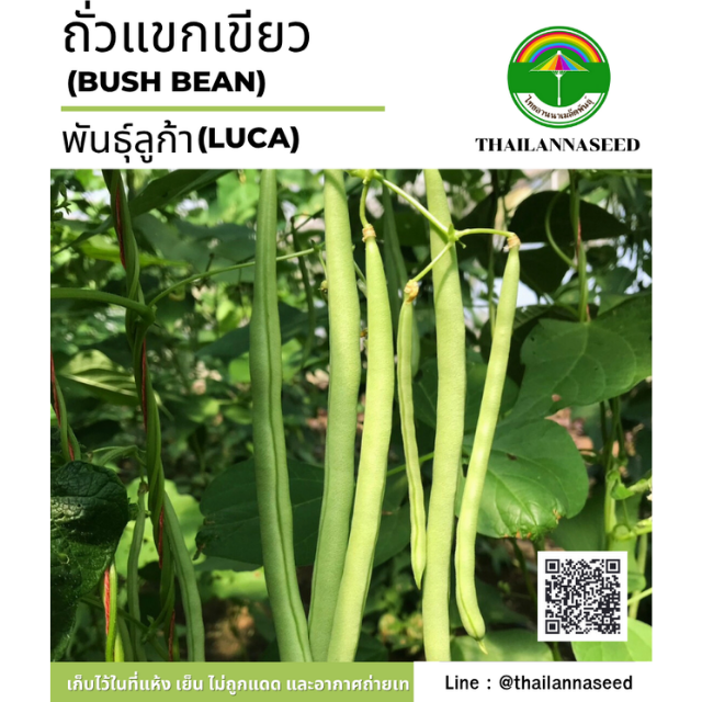 ถั่วแขกเขียว ( ขนาด 5 กรัม ) รหัสสินค้า 4026