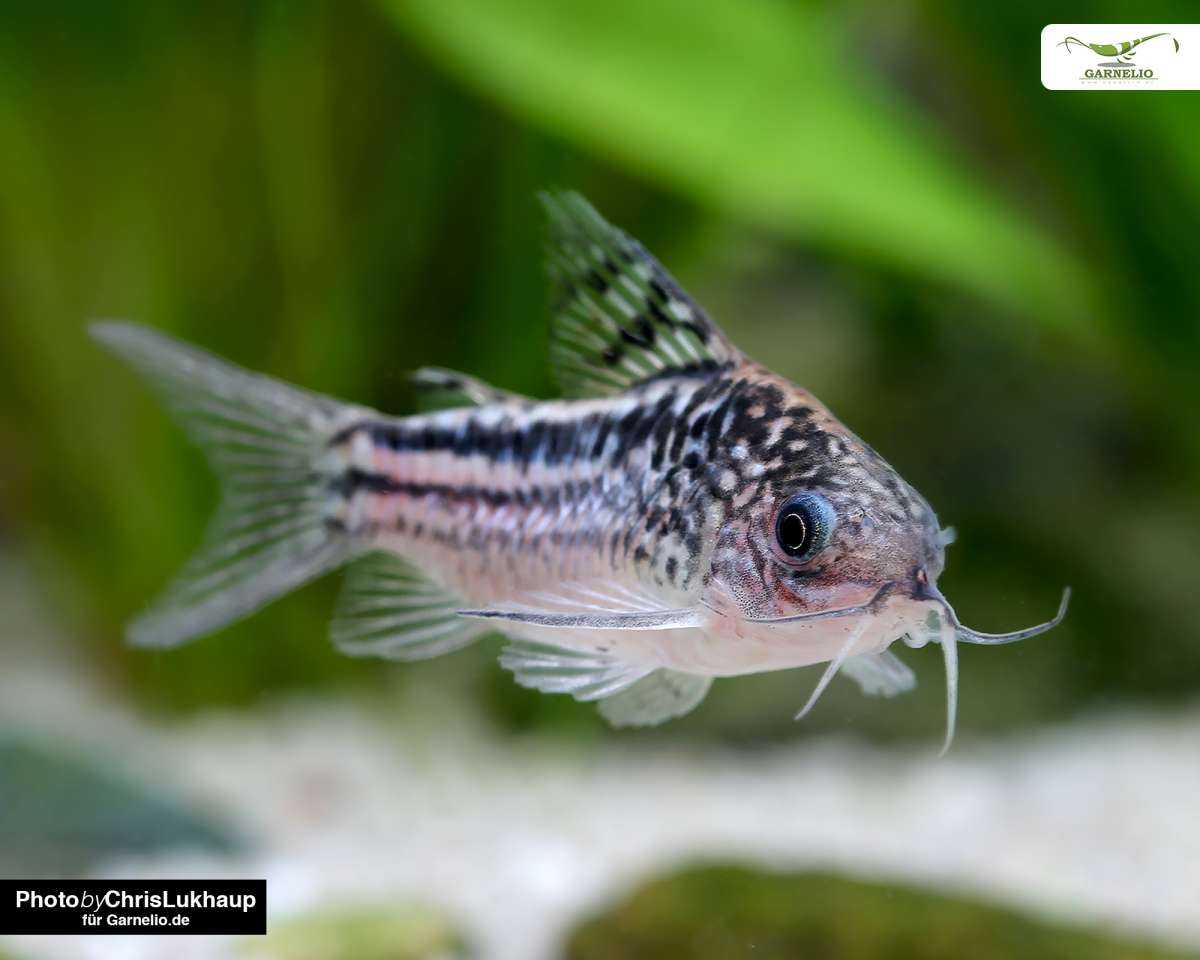 ปลาแพะเอลิแกนท์ (Corydoras elegans)