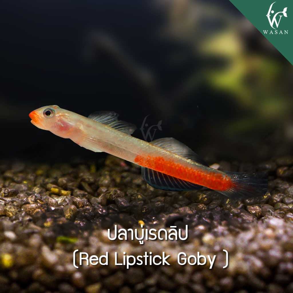 ปลาบู่เรดลิป Red Lipstick Goby (ไซส์ 3.4CM)