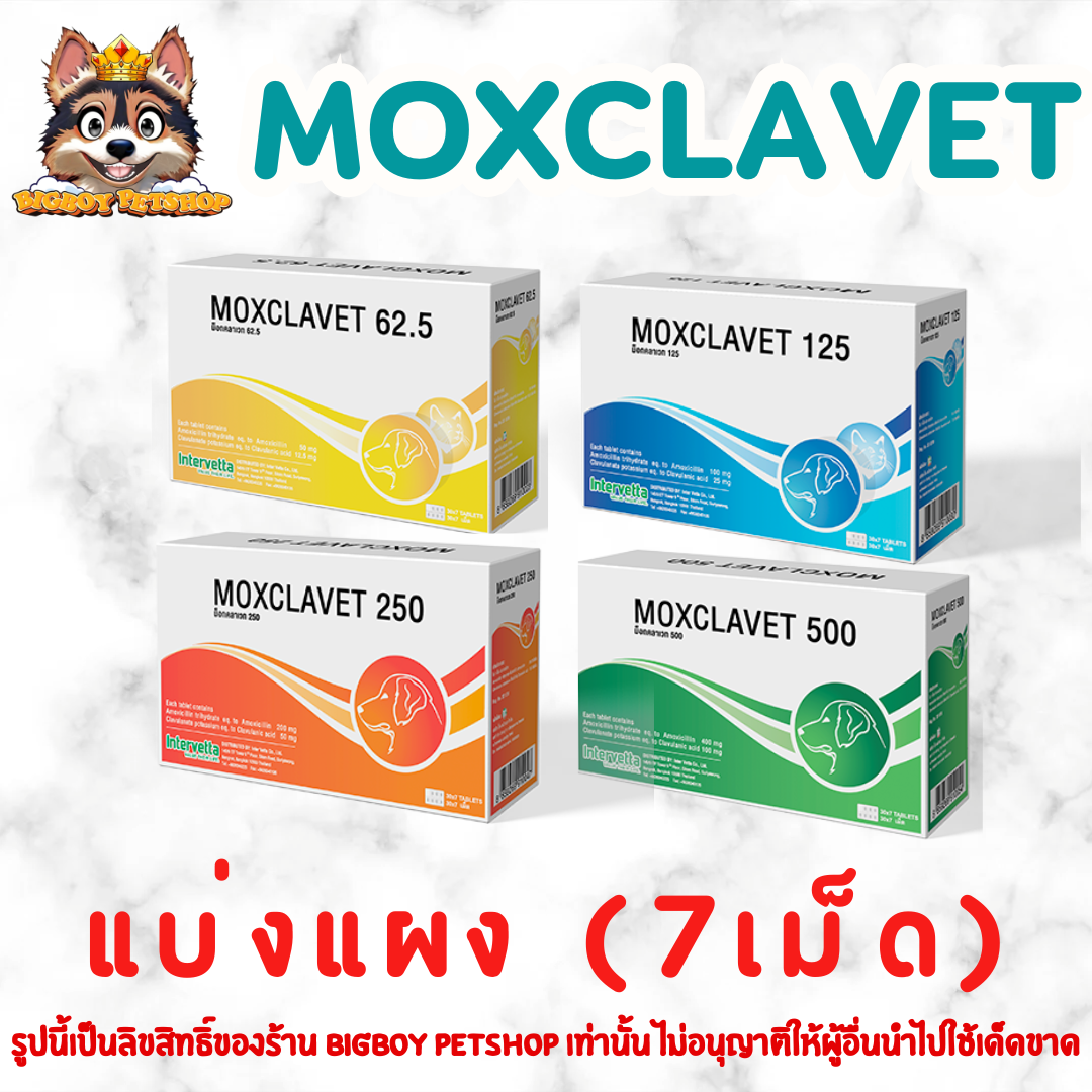 Moxclavet  แบ่งแผง 7 เม็ด/แผง สำหรับสัตว์เลี้ยง