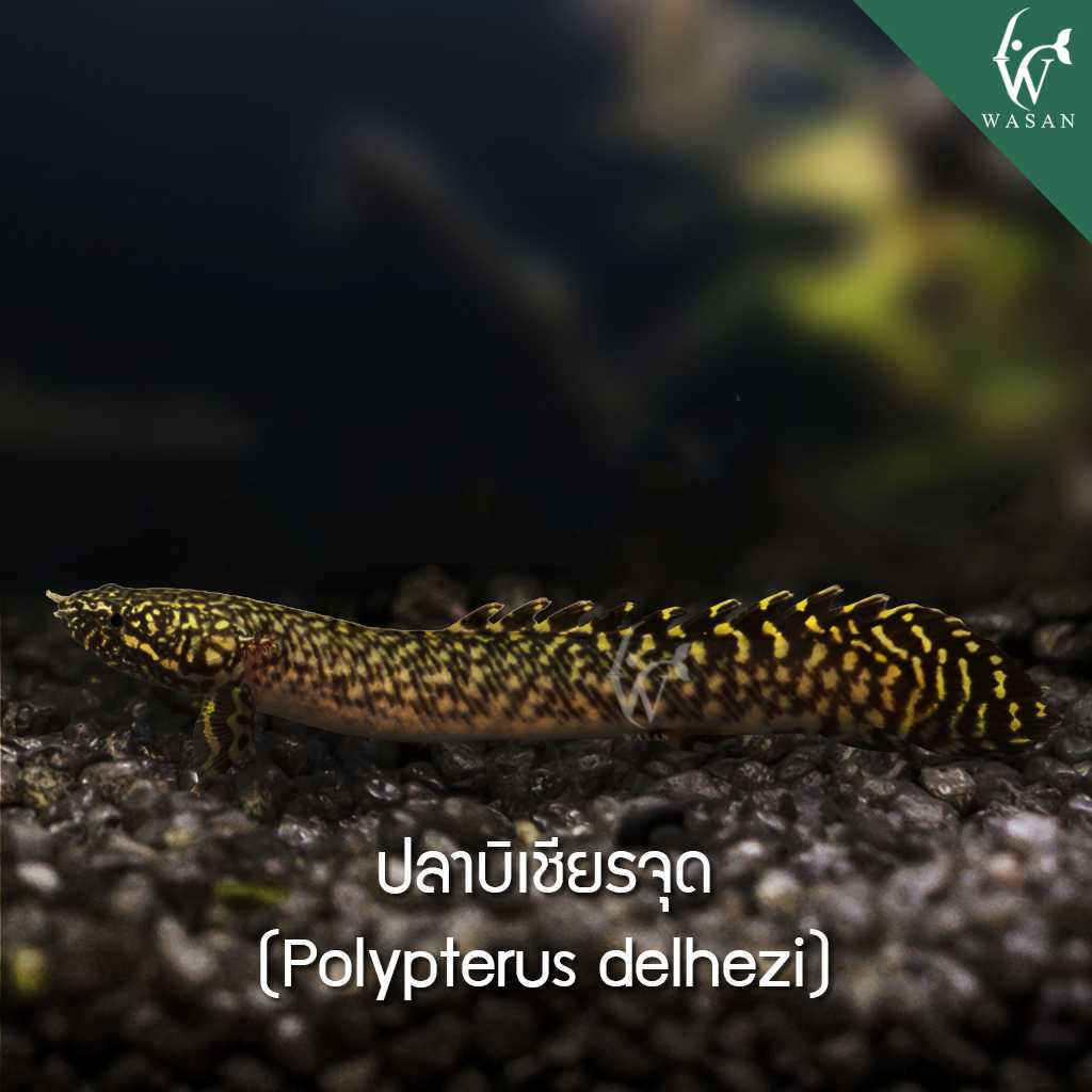 ปลาบิเชียร์จุด Polypterus delhezi (ไซส์ 3-3.5 นิ้ว)
