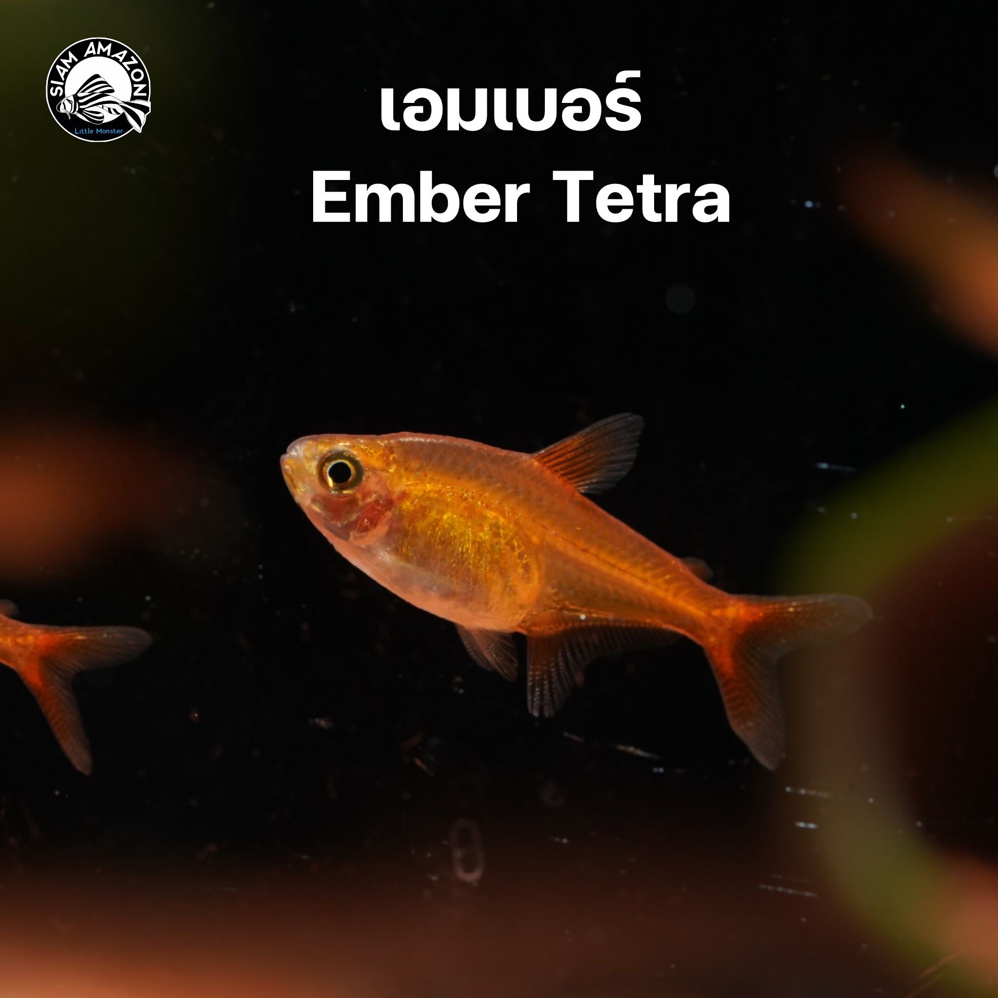 ปลาเอมเบอร์ Ember tetra ไซส์ 2 cm