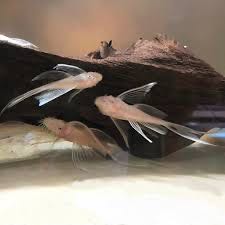 L 144 Albino Long Fin