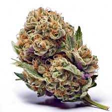 Candy Kushh feminized pack 3