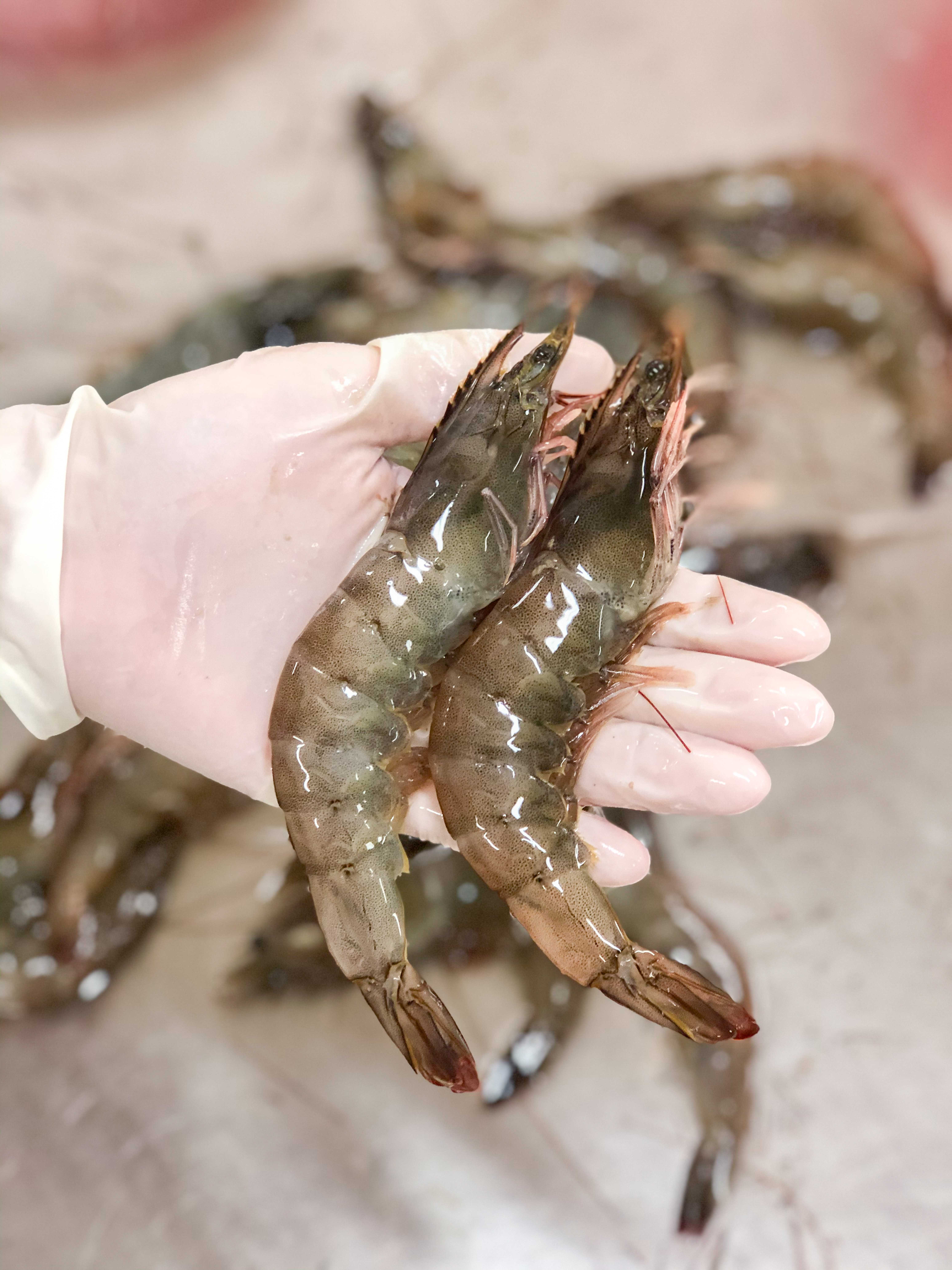 กุ้งขาว21-40ตัว(กก)L
