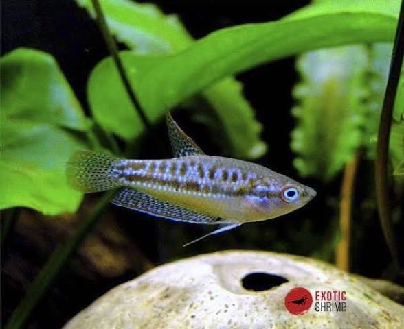 Pygmy Gourami , Sparkling Gourami