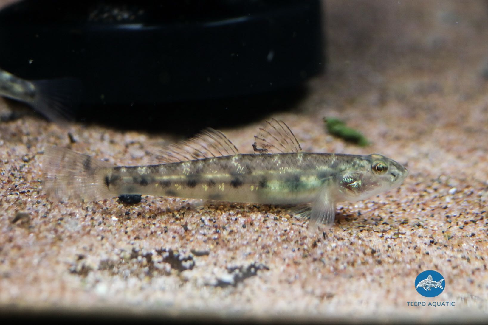 Glossogobius sp.