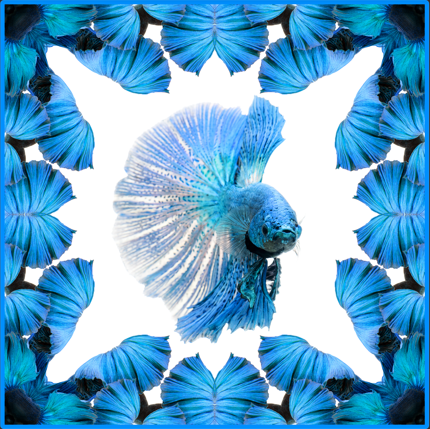 LightBlue Halfmoon Betta  Scarf - White/Blue