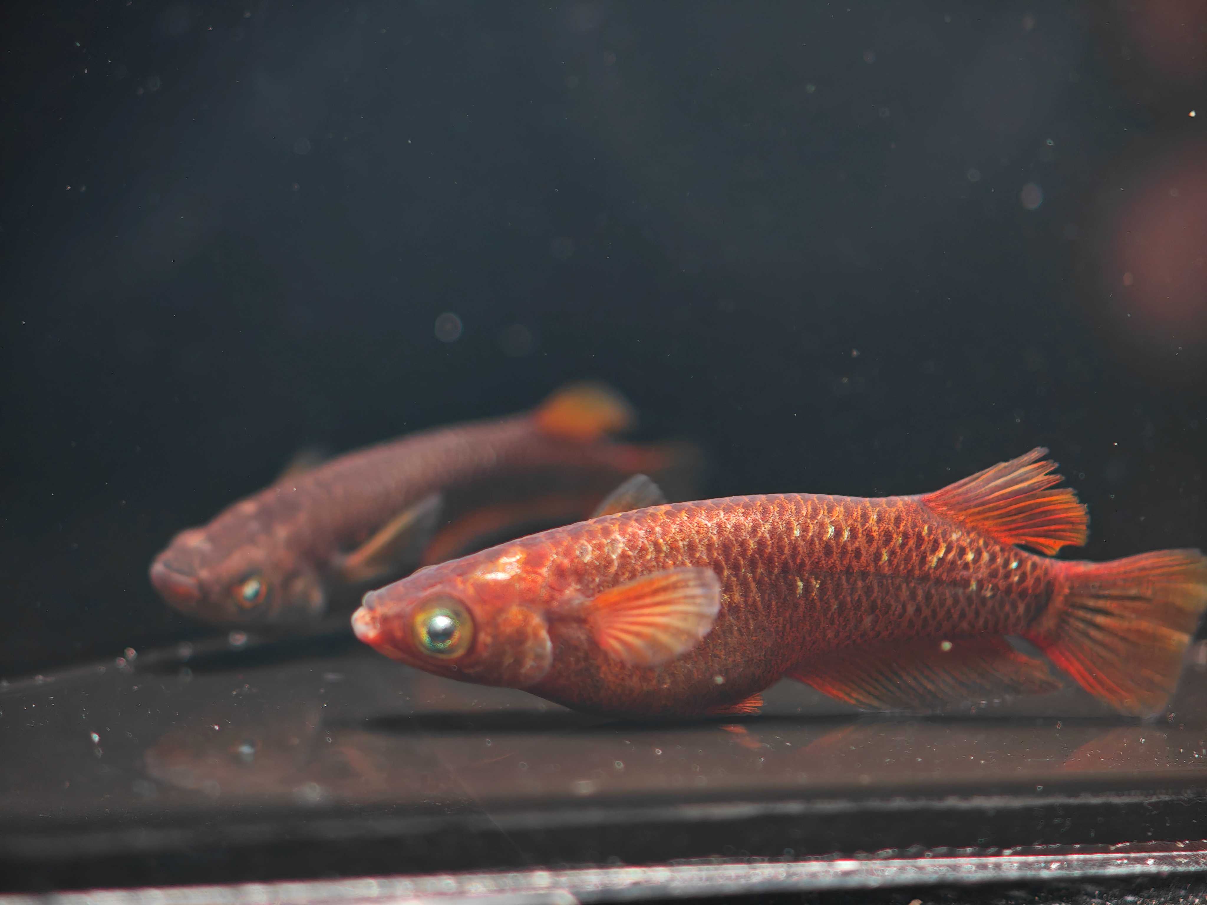 ปลาเมดากะนำเข้าจากญี่ปุ่น Reiwa Black Diamond Earth Eye